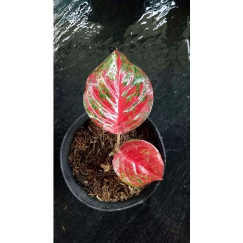 PROMO anakan aglonema wulandari