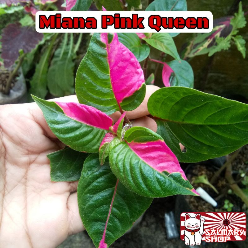 Tanaman Hias Bunga Miana Pink Queen Jawer Kotok Iler Jawer Koto Miana Sultan
