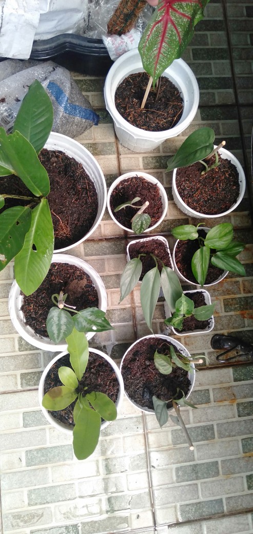 Cladium White Qween Bonggolan