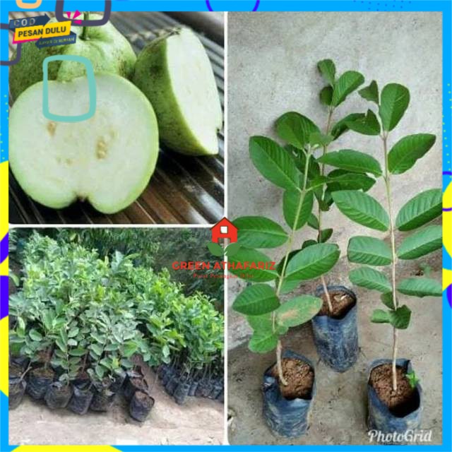 [COD] Bibit jambu kristal tanpa biji