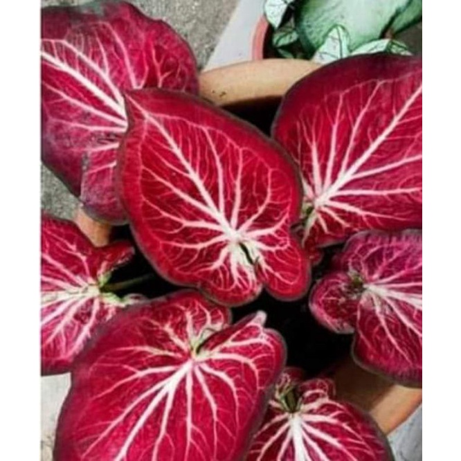 Caladium Rich Of Thai / ROT Bibit (cod)