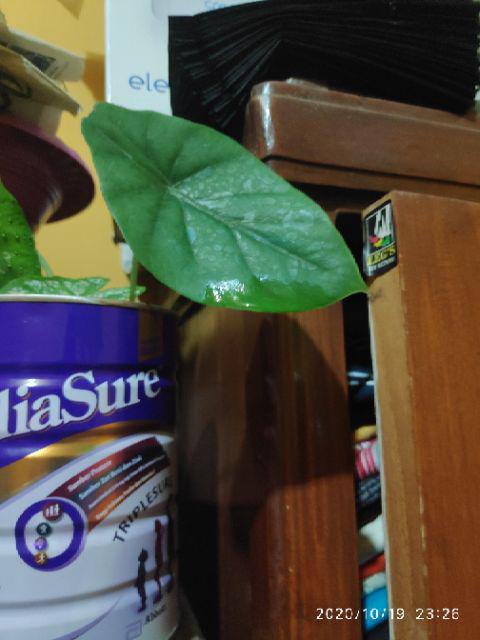Alocasia Clypeolata Green Shield Tengkorak