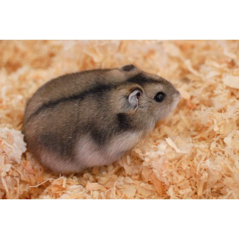 Hamster Winter / winter hybrid Peliharaan Lucu Jinak