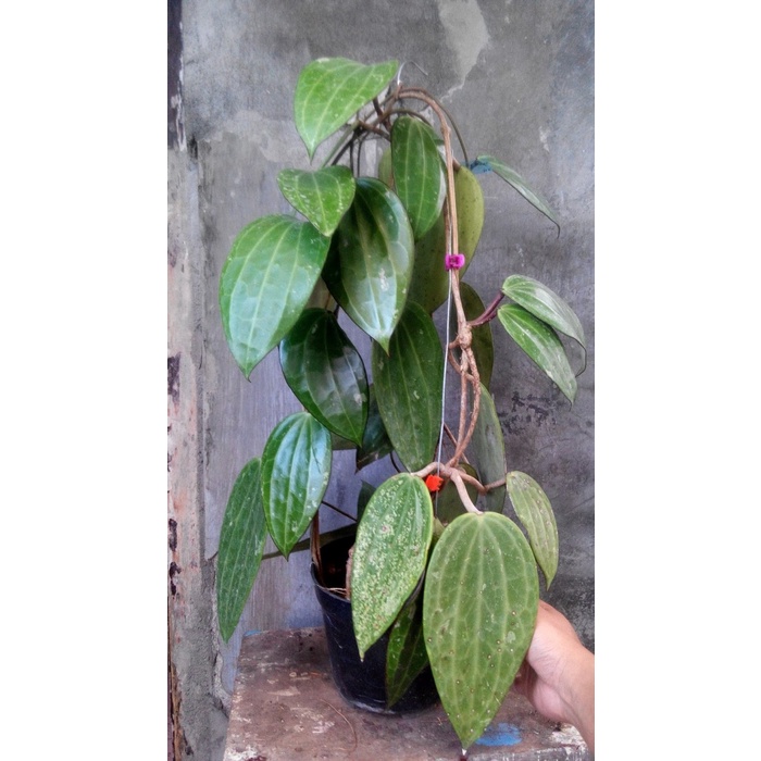 Tanaman hias pot gantung Hoya macrophylla Rimbun