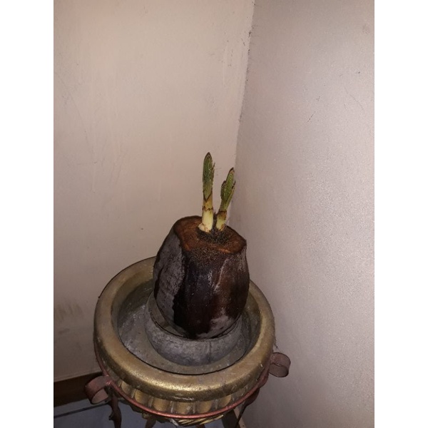 kelapa kembar #gading #BONSAI #tanamanhias.