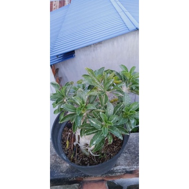 pachypodium saudersii