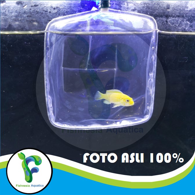 Ikan Hias Aquascape Lemon Cichlid/Lemon Siklid