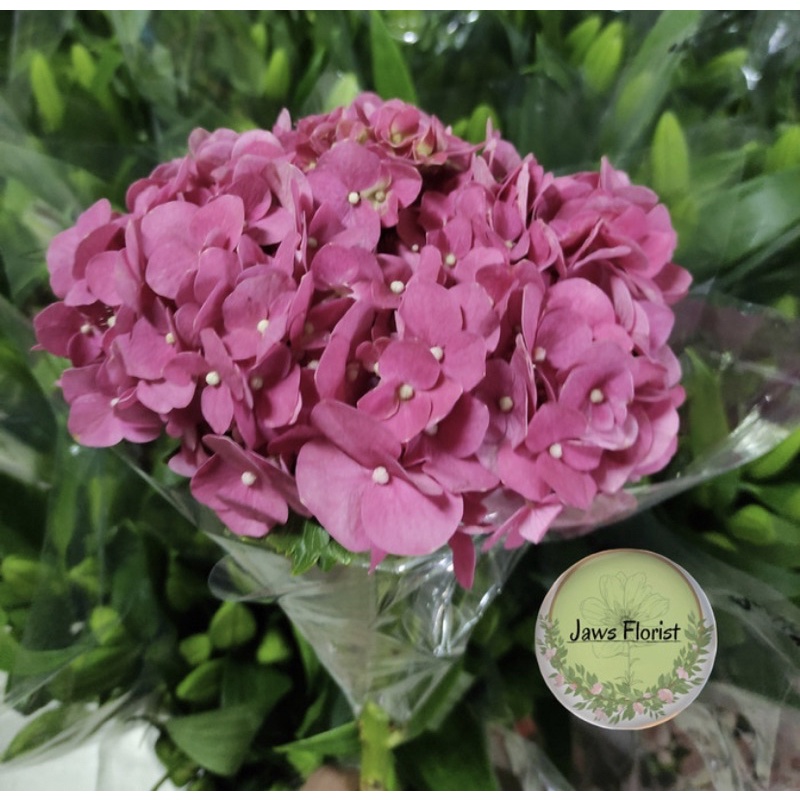 Bunga Hydrangea (Hortensia) Semi Import