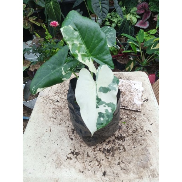 alocasia variegata / sente variegata