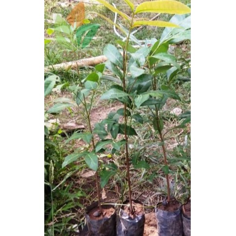 Bibit Kelengkeng Seedling Unggul