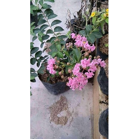 sakura lokal