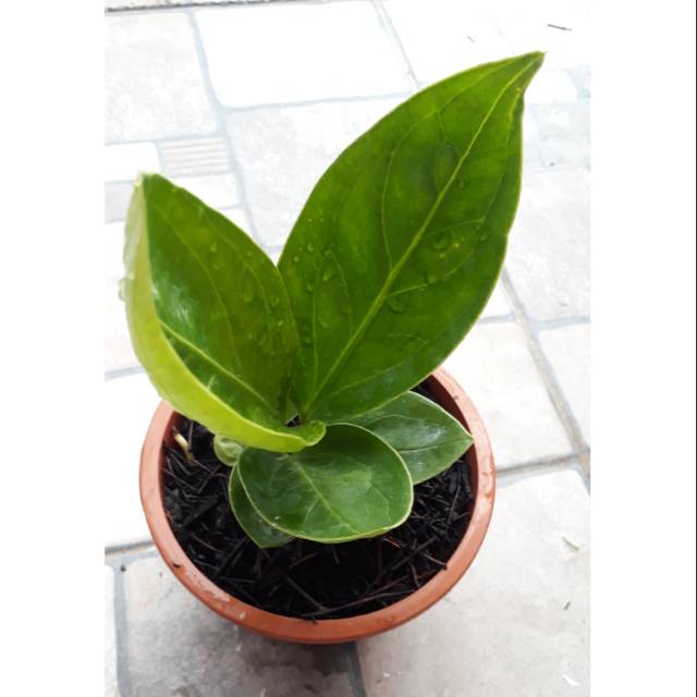 Jemani Mangkok Antorium