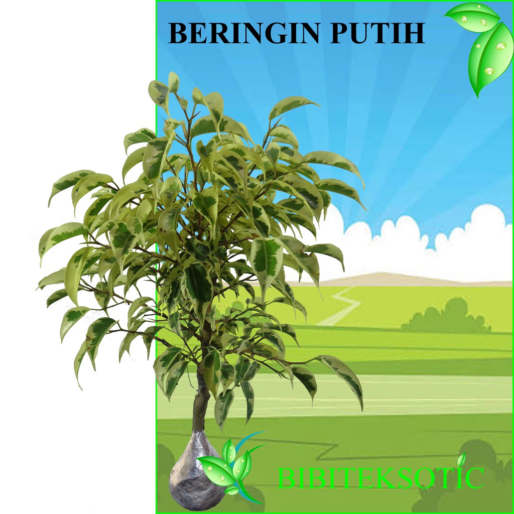 Tanaman Beringin Putih (Tinggi 30-40 cm)