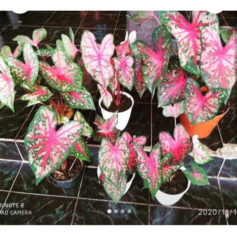 keladi red bone dewasa