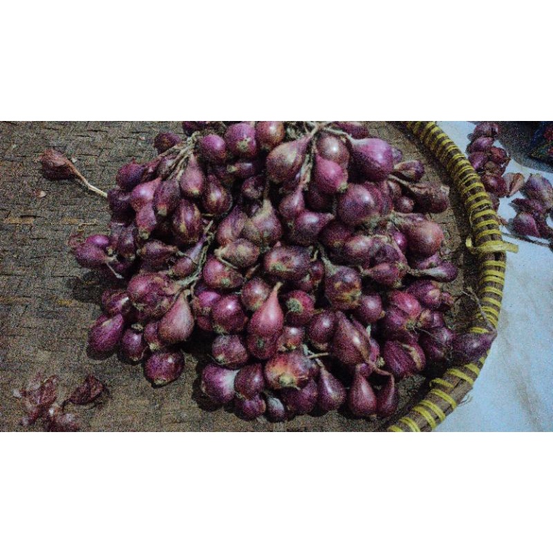 bibit Bawang Merah varietas bima Brebes