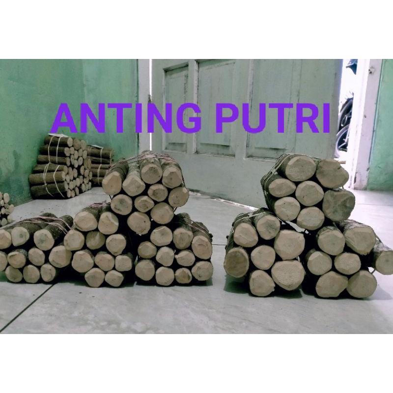 stek batang bonsai anting putri