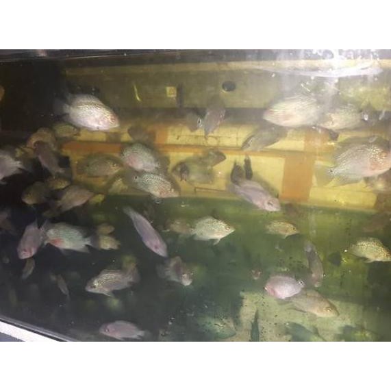 Promo Ikan Louhan Lohan Srd X Srm Ukuran 5 6 Cm Shopee Indonesia