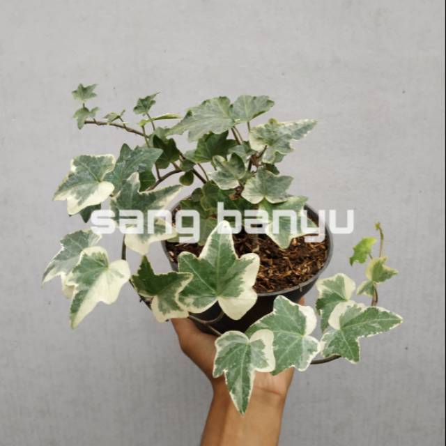 Bibit tanaman hias english Ivy hedera helix varigata
