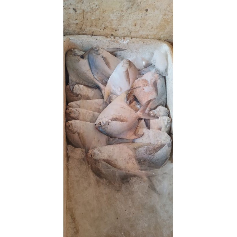 

ikan bawal putih isi 5 - 7 Ekor 1 kg fresh.