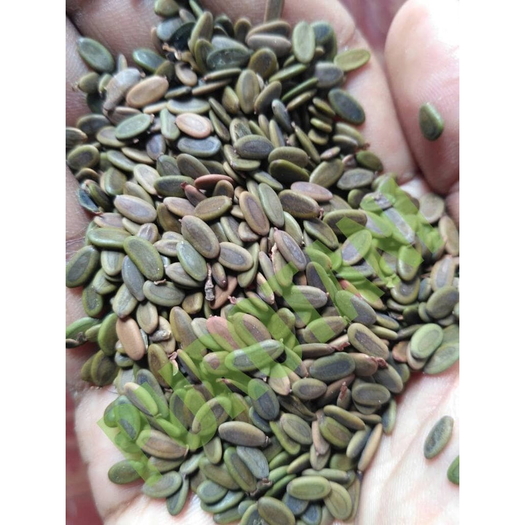 Benih Biji albasia sengon super 0.5 kg