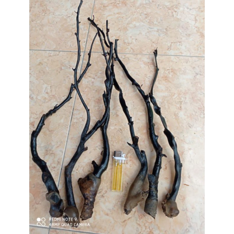 Bahan akar bahar hitam (serat,bonggol,cabang)