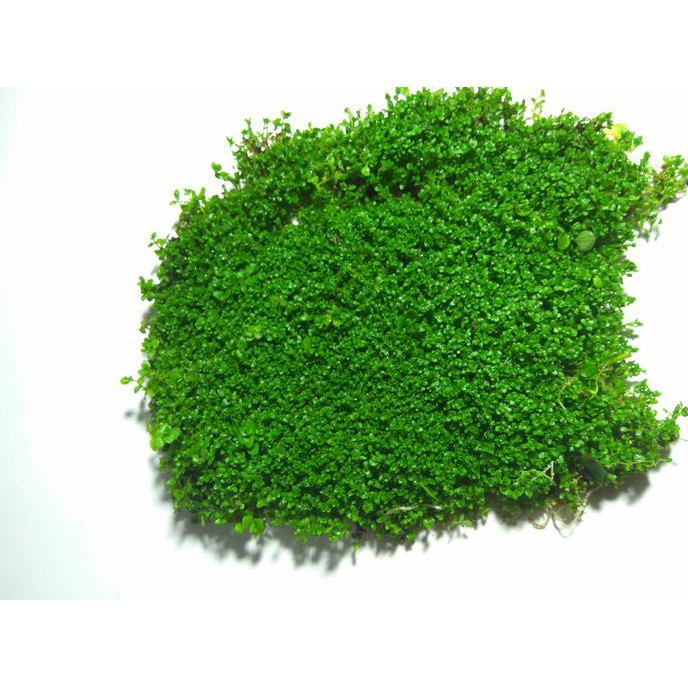 Tanaman aquascape Monte Carlo