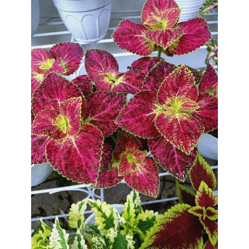 BIBIT MIANA PREMIUM ( STEK TANPA AKAR )