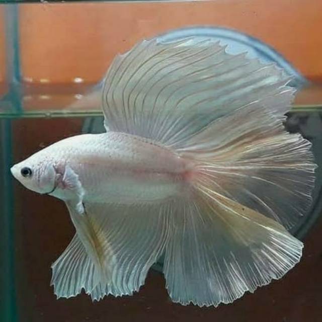 Cupang Double tail Yellow banana uk M