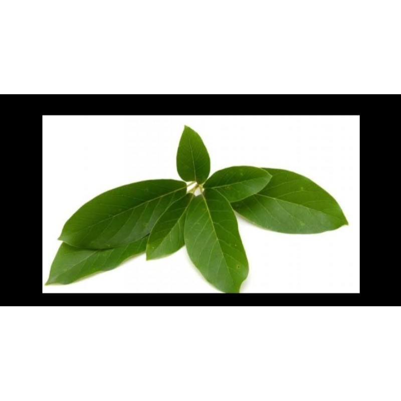 

daun alpukat segar 100 lembar