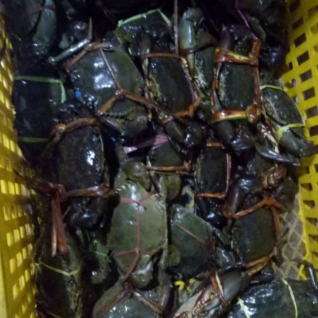

Kepiting bakau ekspor super size 200up