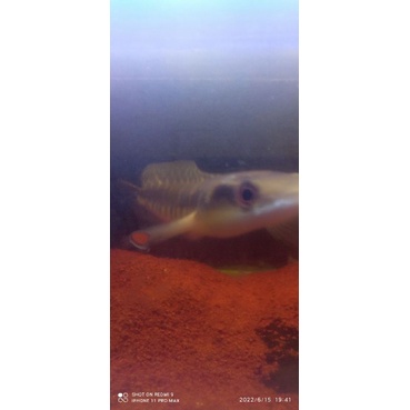 maru ys bunga cabungelimpah full pelet uk 28cm