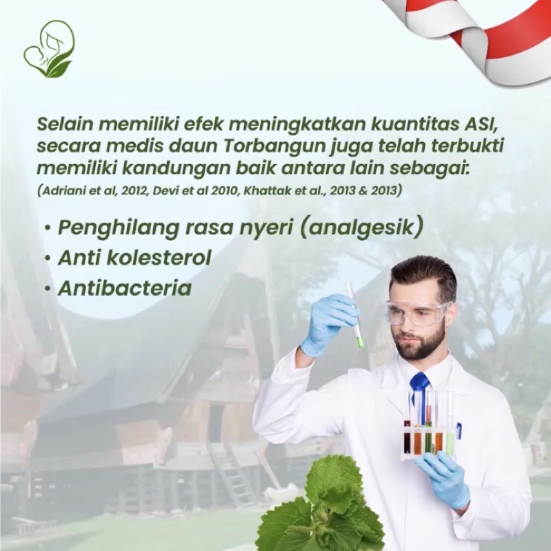 Torbangun Teh Tortea Daun Bangun-bangun