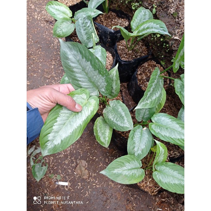 Tanaman hias hamalomena