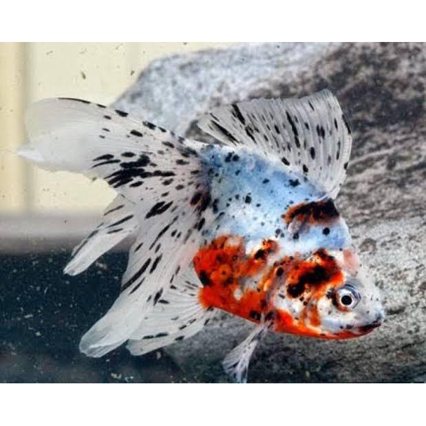ikan hias goldfish koki tekin calico aquarium aquascape air tawar dan kolam