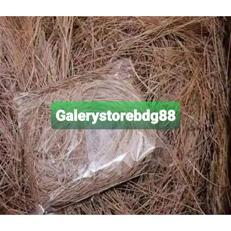 

Daun pinus kering asli 1 kg / daun pohon pinus kering-az