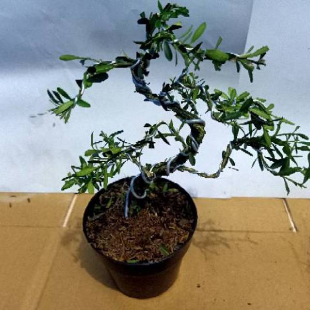 Bonsai boxus - tanaman bonsai boxus