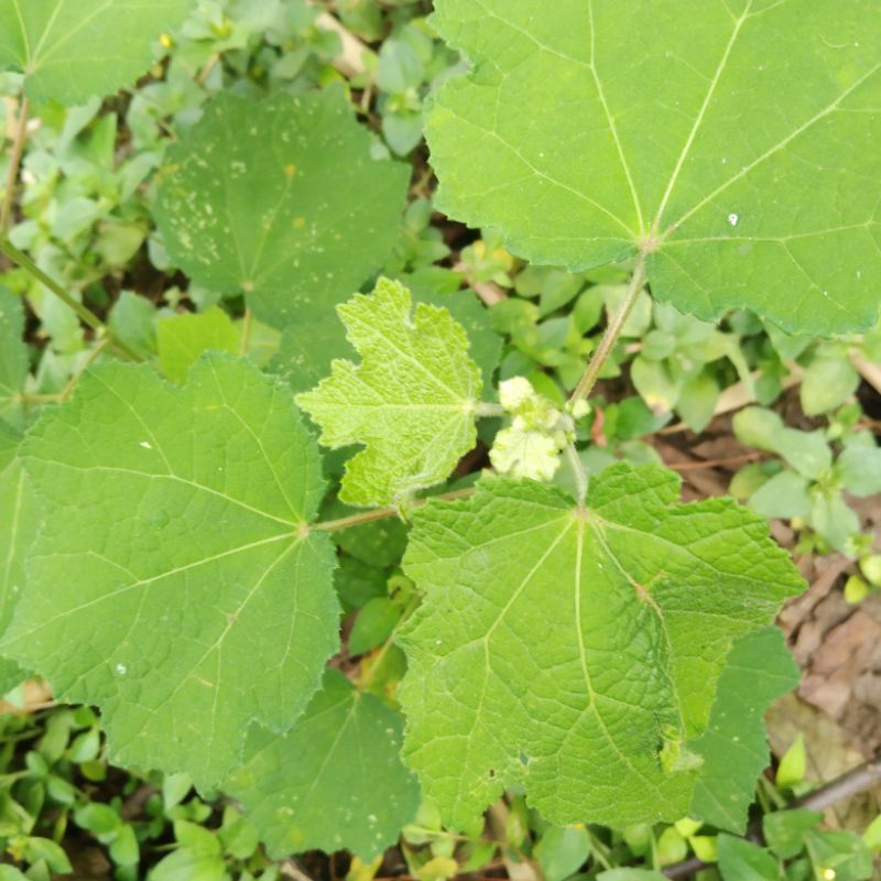 

Daun Pulutan segar per 200 gram