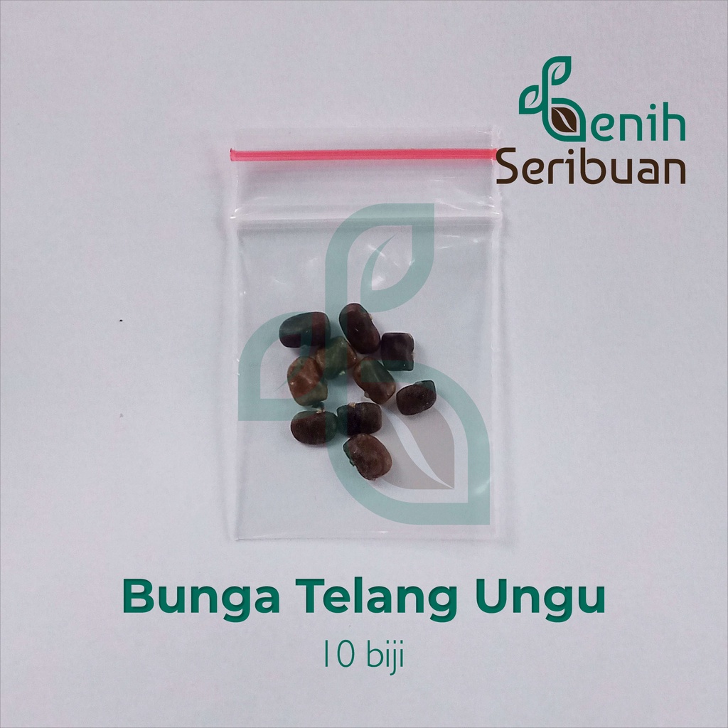 10 Bibit Bunga Telang Ungu Benih Tanaman Bunga Telang Non Tumpuk Mudah Tumbuh Unggul Berkualitas-5