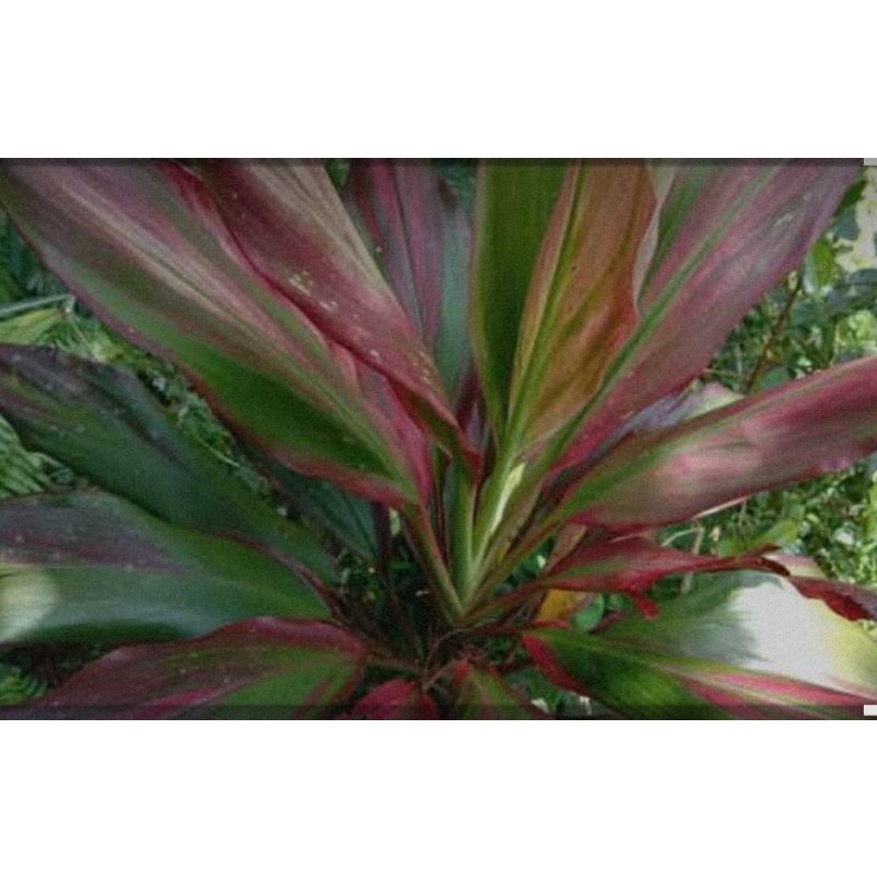 

[Fresh] BIBIT HANJUANG VARIGATA (BIBIT STEK) ANDONG HIJAU MERAH