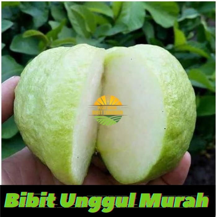 Bibit jambu kristal putih tanpa biji termurah