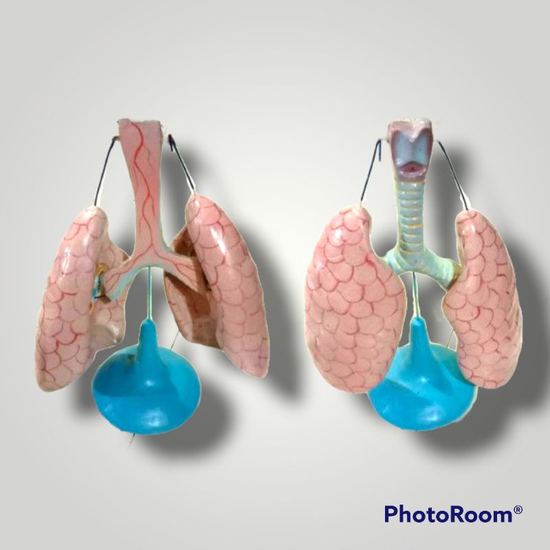 

alat edukasi pembelajaran praktek Paru paru alat peraga pendidikan