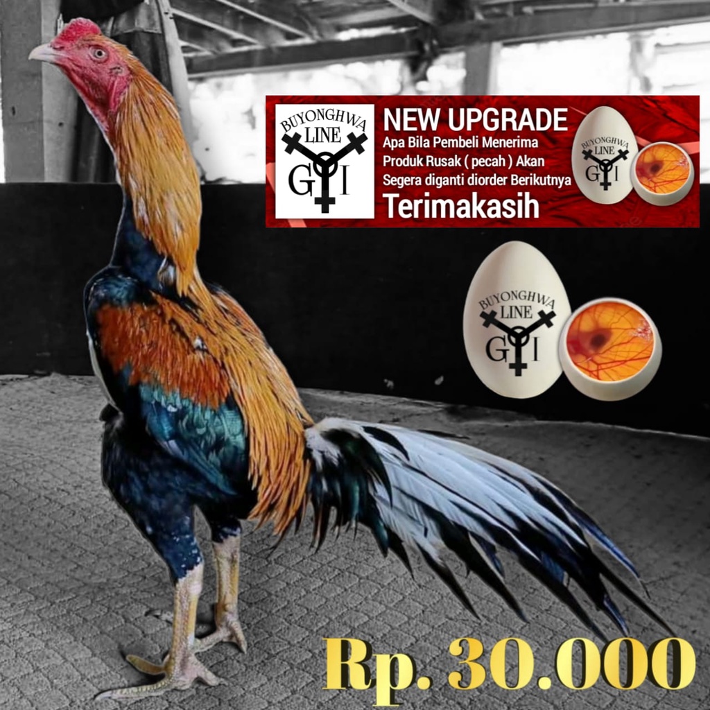 Bibit Ayam Bangkok Thailand ekor lidi hias telur siap tetas tipe A27 PANCAWARNA