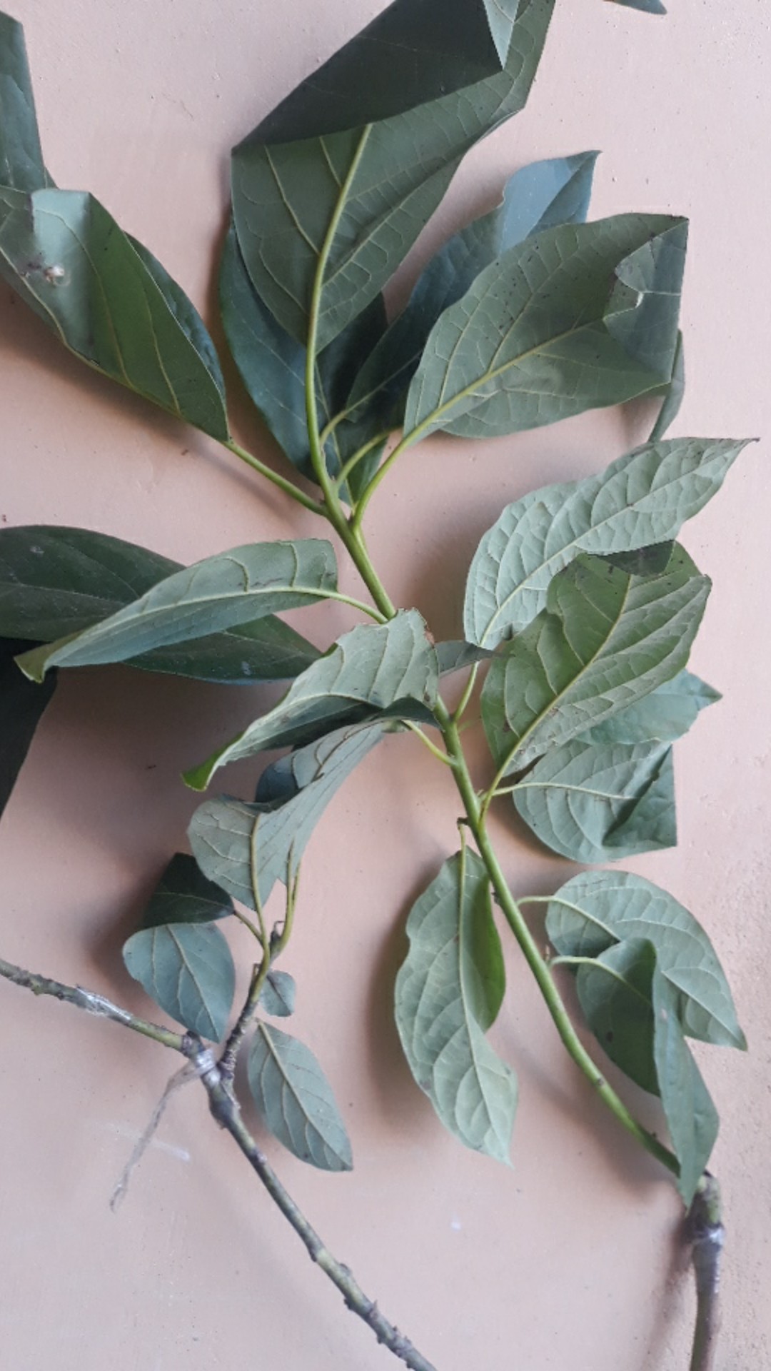 Bibit Alpukat Mentega Jumbo Bibit Benih Tanaman Buah Alpukat Mentega Jumbo