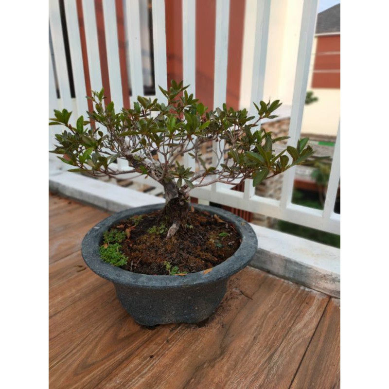 Bonsai Azalea