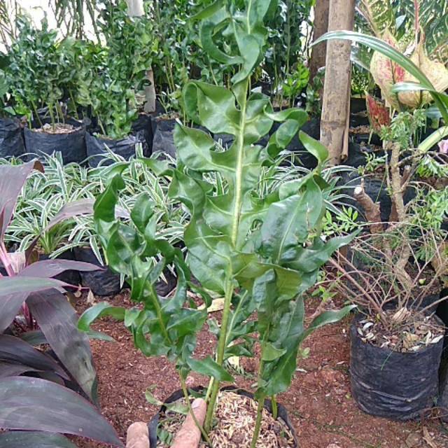 Tanaman hias pakis keriting
