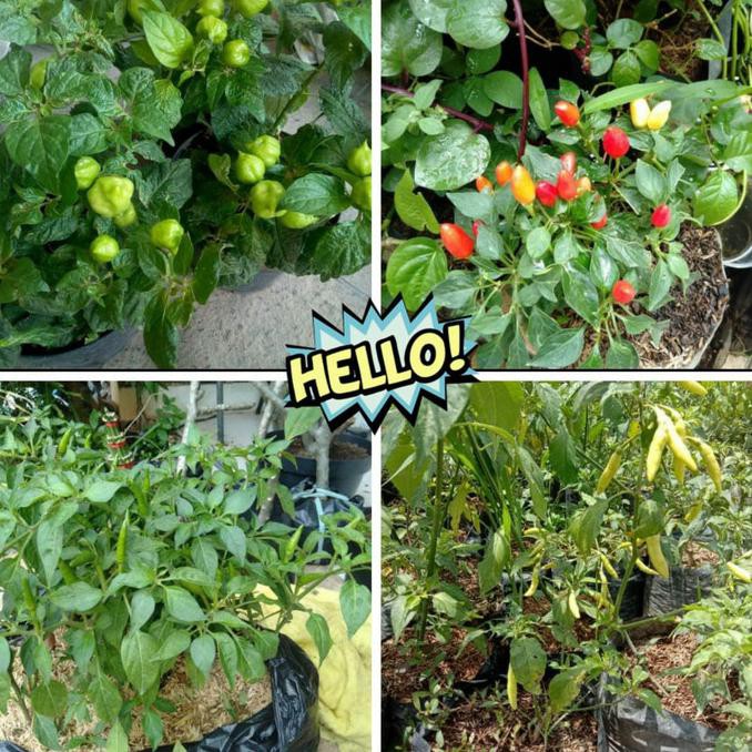 

pkt cabe 4( paprika,rawit ijo,rawit setan,rawit rainbow)