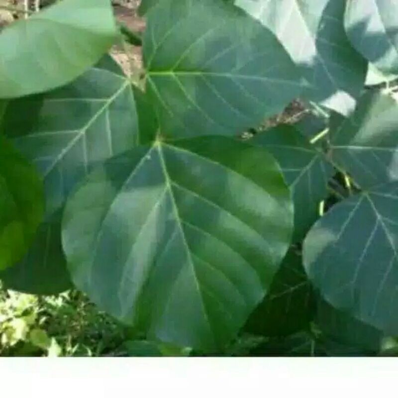 

Daun dadap serep segar 500 gram