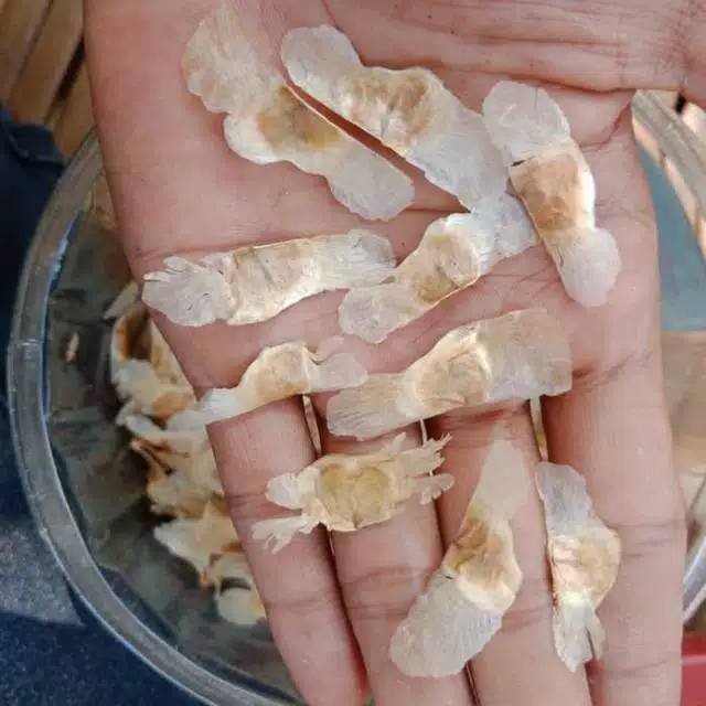 Biji benih sakura tabebuya pink-ungu-kuning - pohon tabebuya