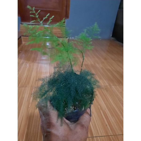 TANAMAN ASPARAGUS-tanaman indoor asparagus