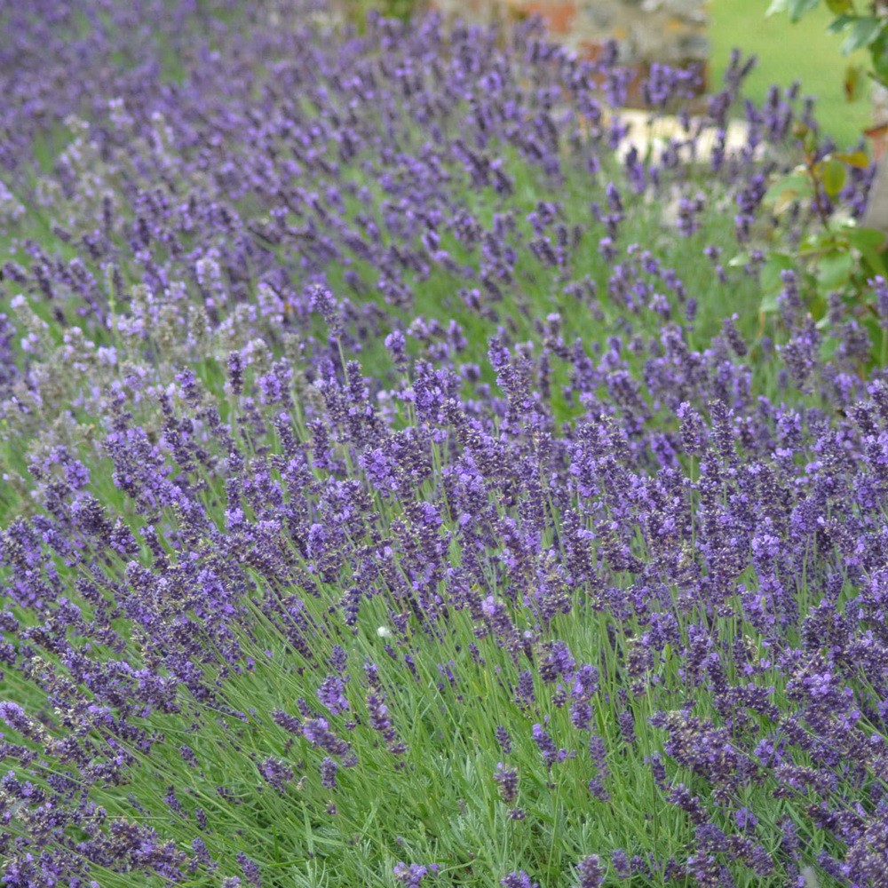 PlantaSeed - 25 Seeds - Lavender Common English Biji Bunga - PAS0242